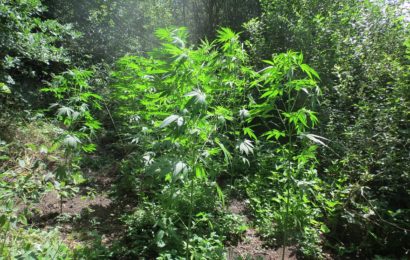 Illegale Cannabisplantage abgeerntet