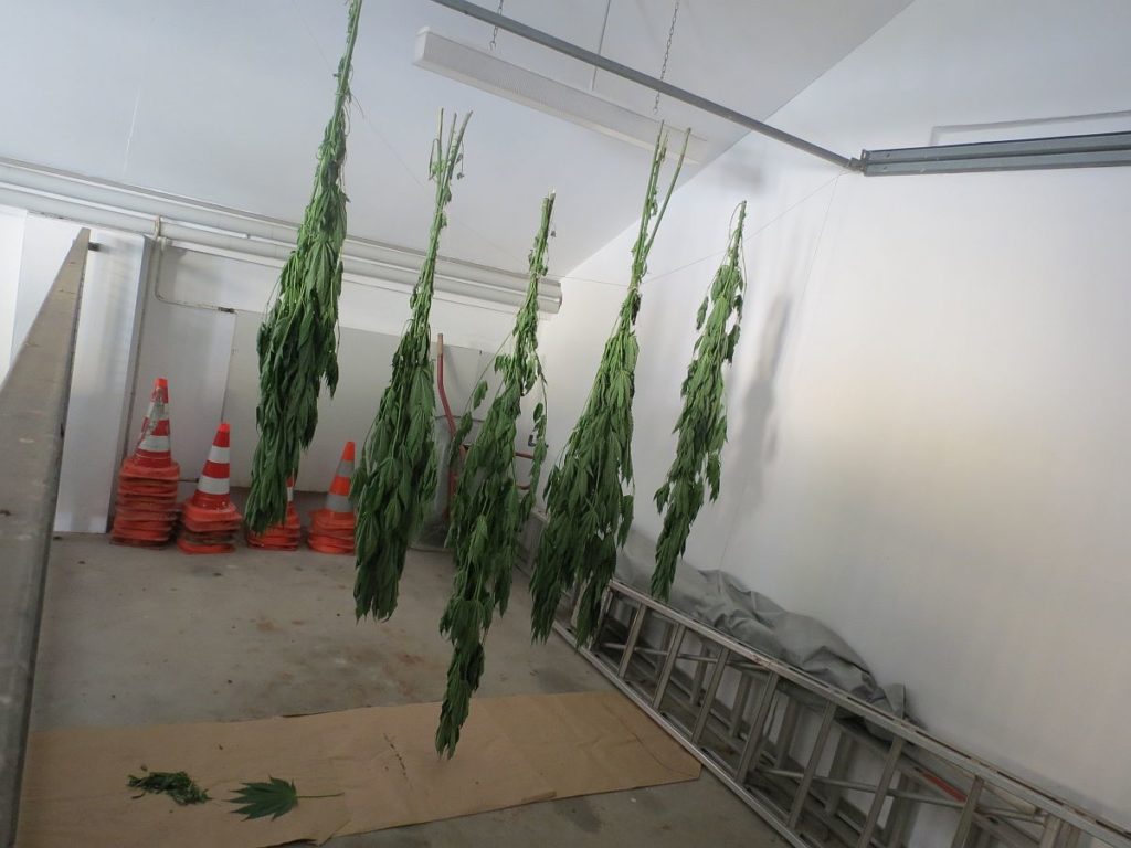 Cannabispflanzen beim Trocknen Foto: Polizei
