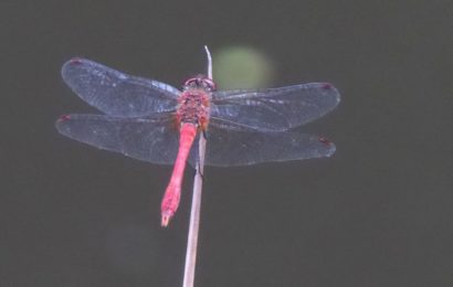 Die Wildland-Stiftung Bayern stellt gemeinsam mit Landrat  Reisinger renaturierte Fischteiche bei Wutschdorf vor