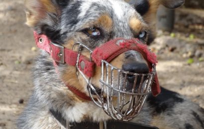 Hund fällt Spaziergänger an