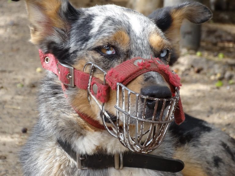 Hund fällt Spaziergänger an Nachrichten Oberpfalz