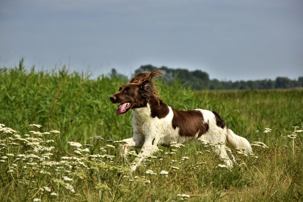 Symbolbild: Jagdhund