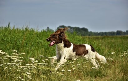 Symbolbild: Jagdhund