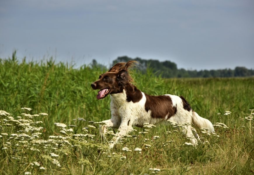 Jagdhund bei Verkehrsunfall getötet