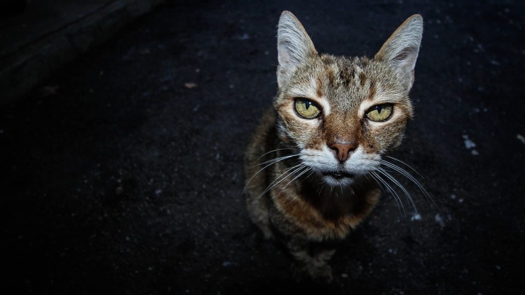 Symbolbild: Katze in der Nacht