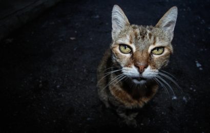 Katze verursacht Verkehrsunfall mit fünf Verletzten