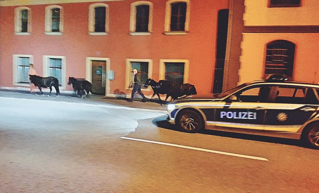 Entlaufene Ponys in Schnaittenbach Foto: Polizei