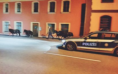 Polizei bringt Ponys zurück