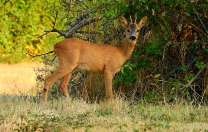 Jagdwilderei bei Vohenstrauß