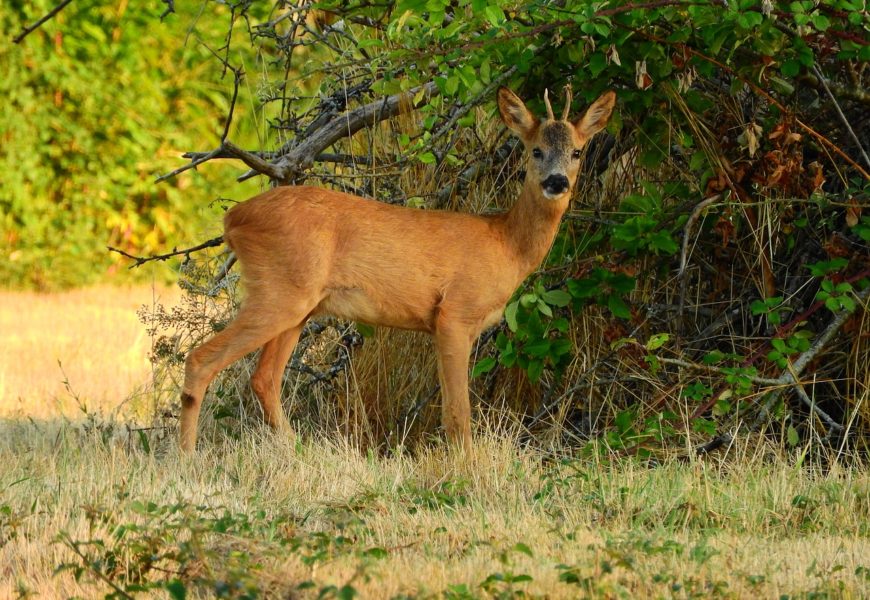 Jagdwilderei bei Vohenstrauß