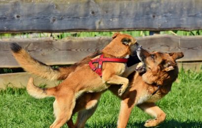 Hunde geraten sich in die Haare – Herrchen wird „rüde“