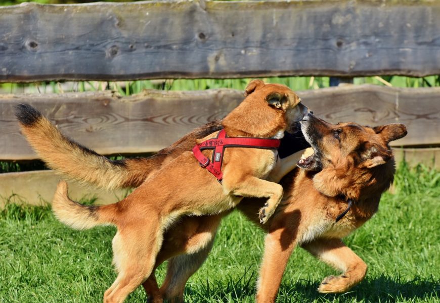 Hundehalterin verletzt
