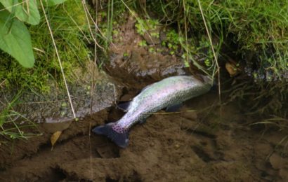 Fischweiher bei Hahnbach verunreinigt