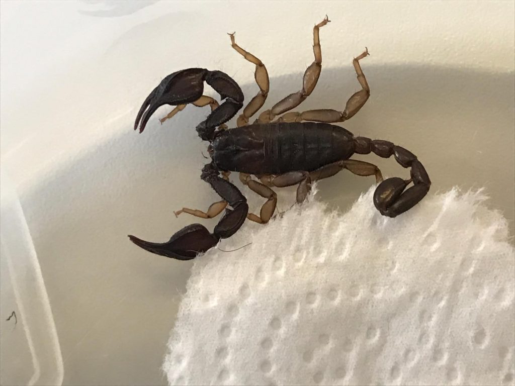 Der Skorpion wurde beim Aufräumen in einem Keller gefunden Foto: Polizei