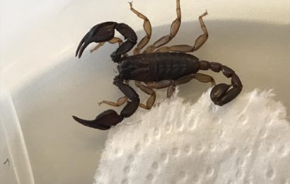 Skorpion bei der PI Nabburg abgegeben