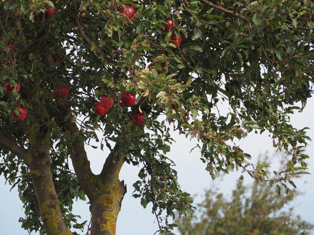 Symbolbild: Apfelbaum