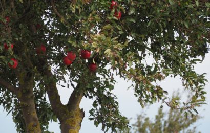 Äpfel gegen Parkmauer geworfen