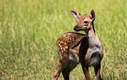 Hunde hetzen Rehkitz zu Tode