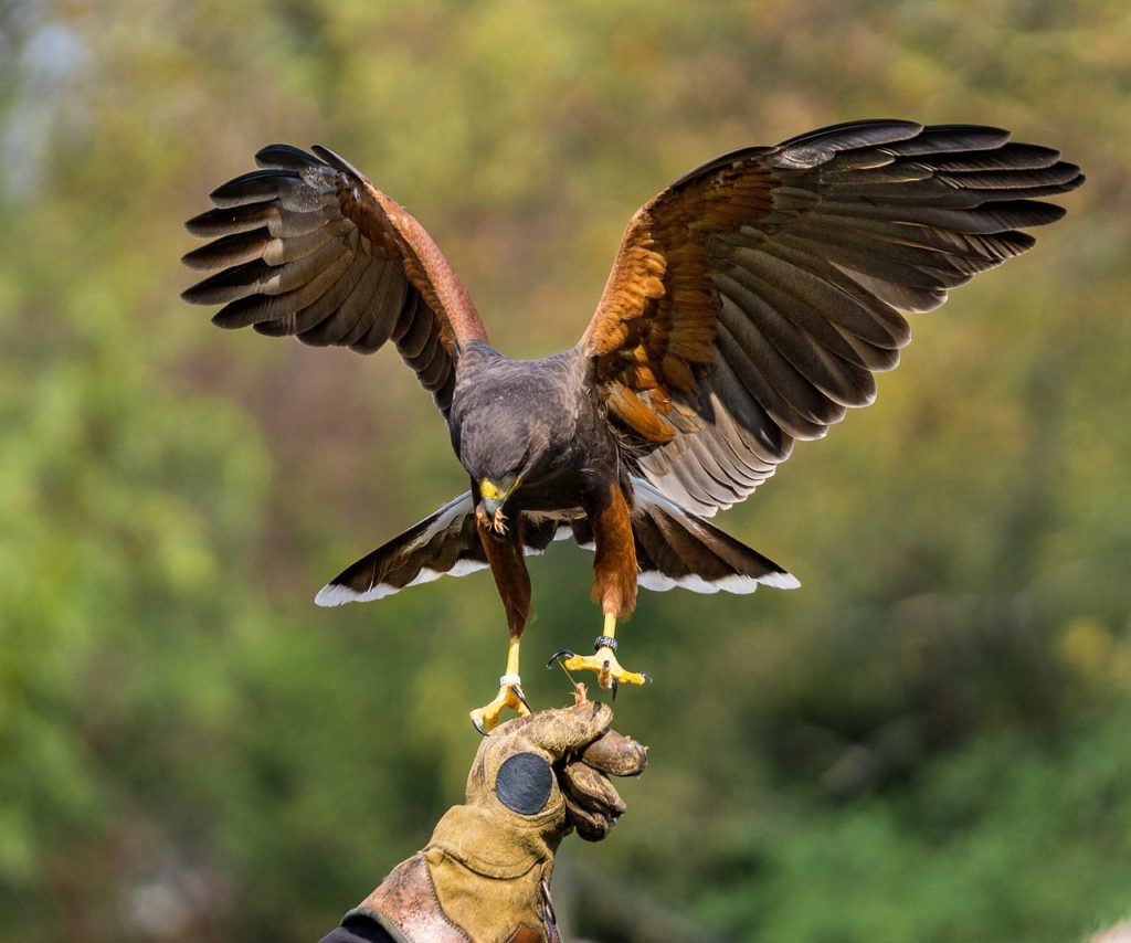 Symbolbild: Bussard