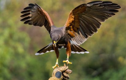 Verletzten Greifvogel auf der A6 gerettet