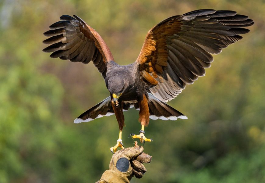 Verletzten Greifvogel auf der A6 gerettet