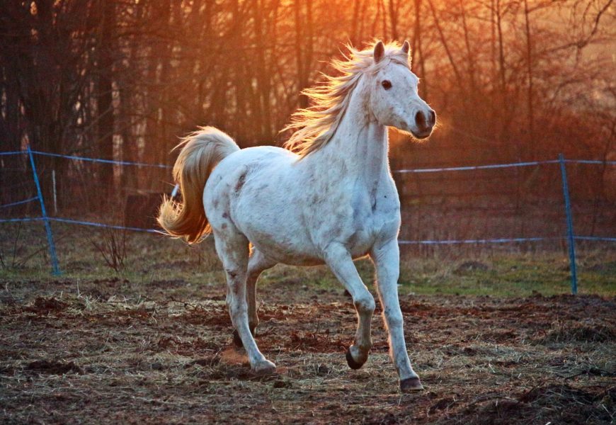Um Pferd betrogen