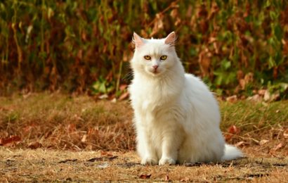 Tote Katze in  Hopfau