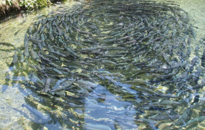 Fischdiebstahl von 130 Forellen in Pfreimd