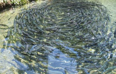 Lachsforellen aus Fischweiher in Kleinschönbrunn gestohlen