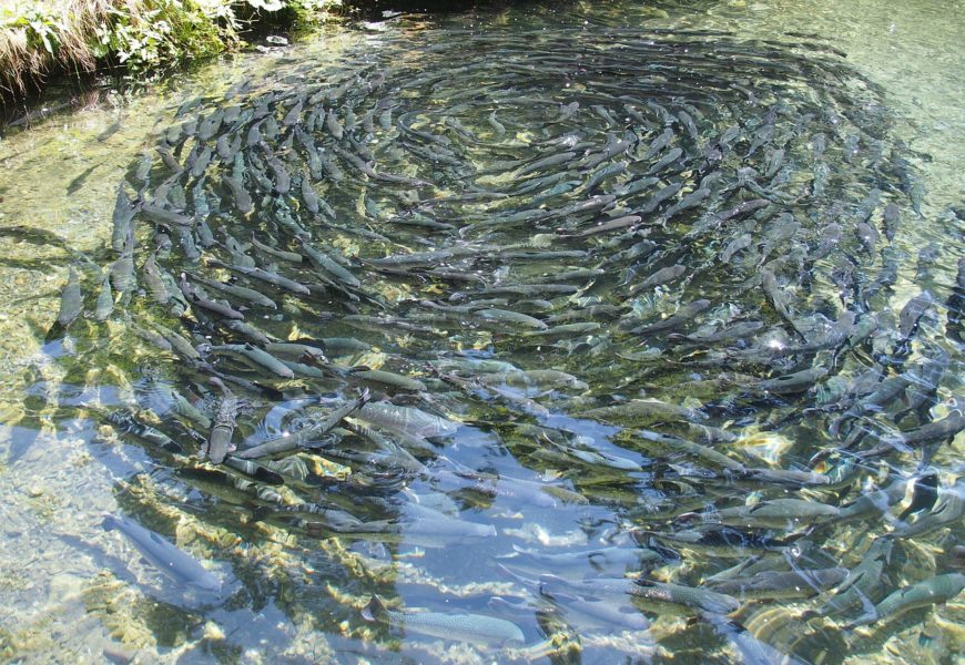 Einbruch in Fischzuchtanlage