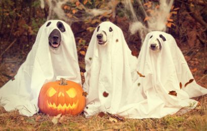 Halloween: Kleine Streiche enden schnell als Sachbeschädigung