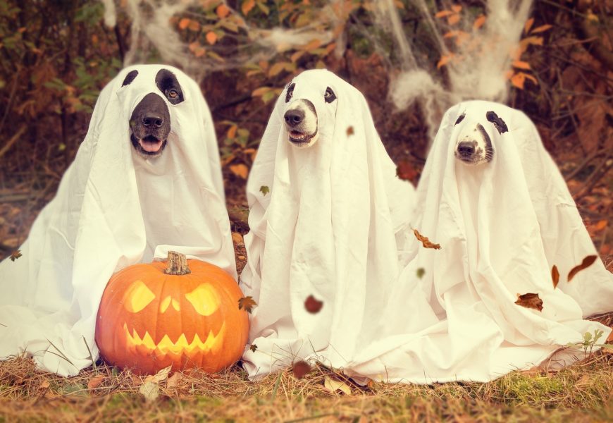Halloween: Kleine Streiche enden schnell als Sachbeschädigung