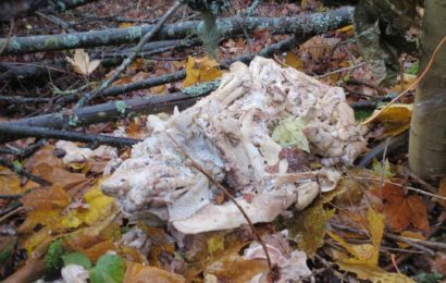 Schlachtabfälle in der freien Natur entsorgt