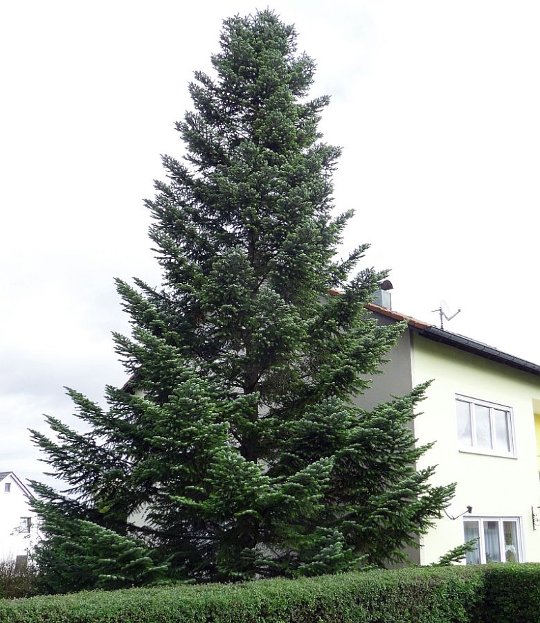 Der Baum für den Malteserplatz stand zuvor in Hohenkemnath Foto:  Bernhard Frank, Stadt Amberg