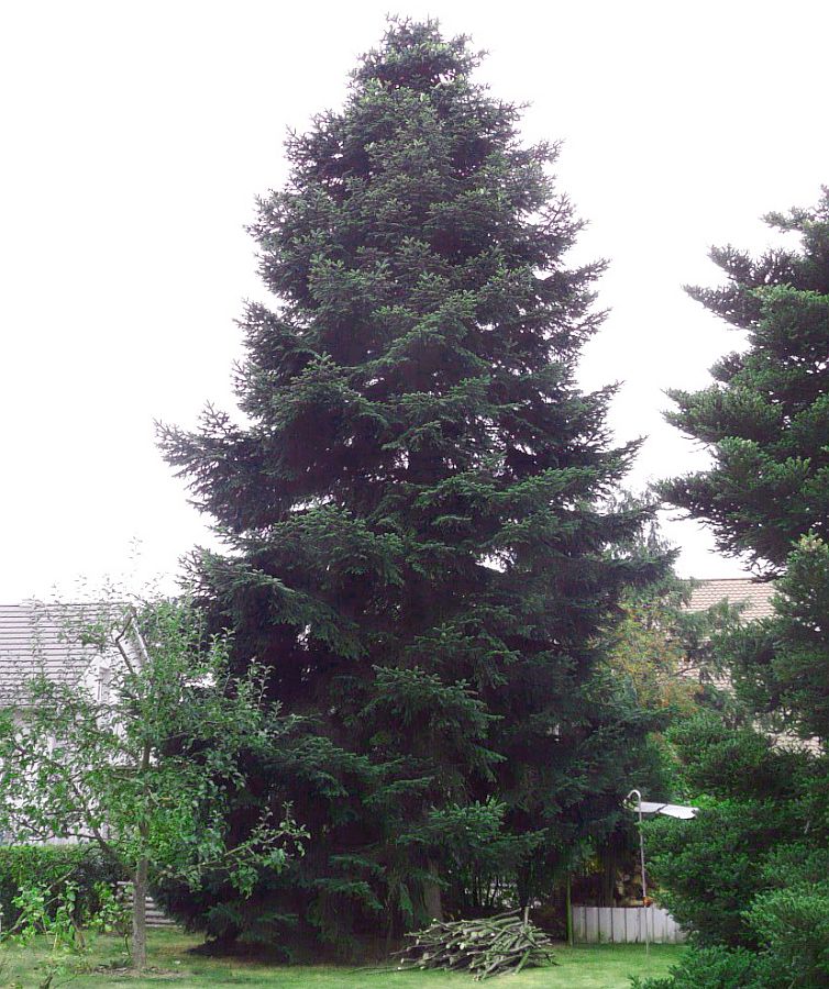 Der Weihnachtsbaum für den Amberger Marktplatz stammt aus Köfering Foto:  Bernhard Frank, Stadt Amberg