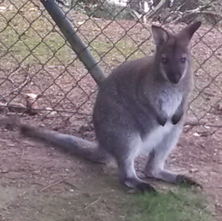 Das vermisste Känguru Quelle: Polizei
