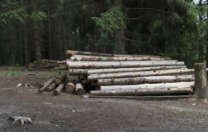 Holz aus dem Waldgebiet „Bärenseigen“ gestohlen