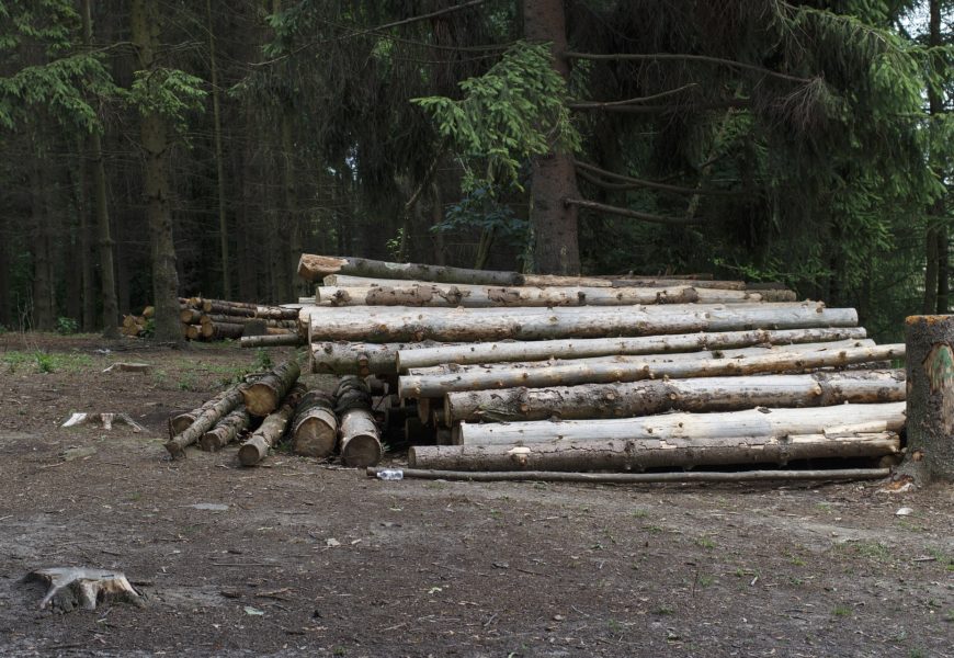 Holz aus dem Waldgebiet „Bärenseigen“ gestohlen