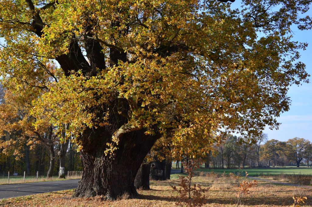 Symbolbild: Baum