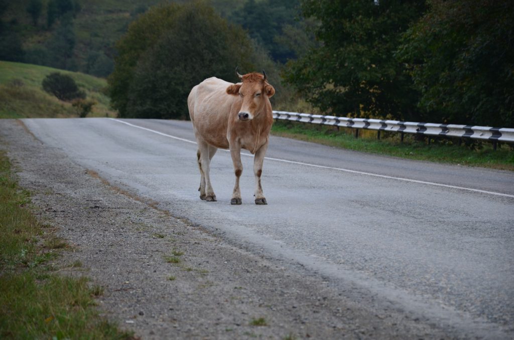 Symbolbild: Kuh allein unterwegs