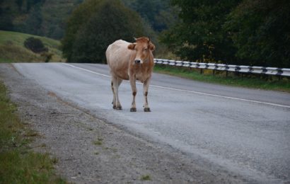 Verkehrsunfall mit einer Milchkuh