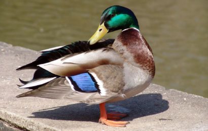 Vogelgrippe kommt näher – Landratsamt Amberg-Sulzbach erlässt Allgemeinverfügung