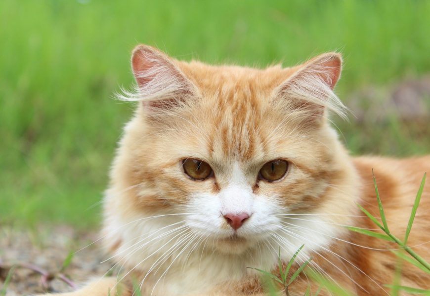 Hauskatze angeschossen – Zeugenhinweise erbeten