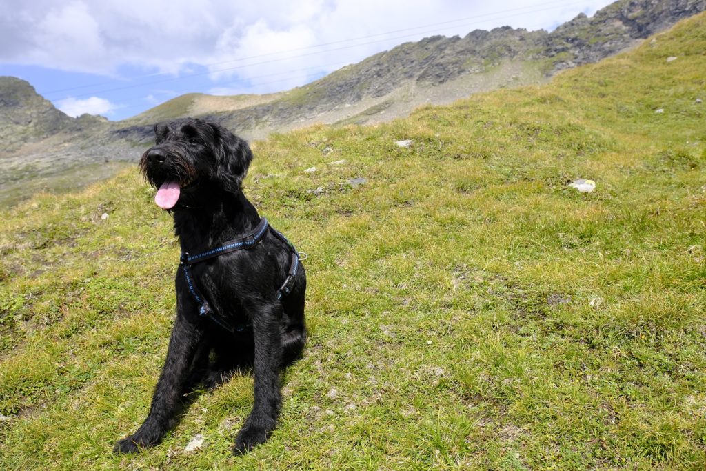 Symbolbild: Riesenschnauzer