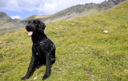 Hund überfahren und geflüchtet