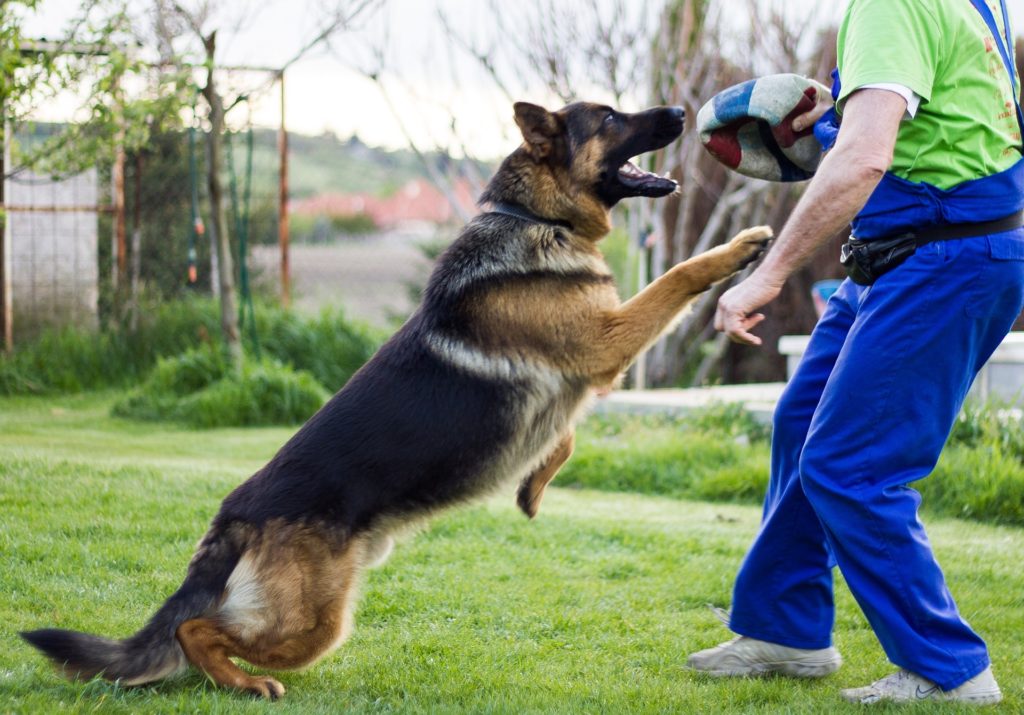 Symbolbild: Deutscher Schäferhund