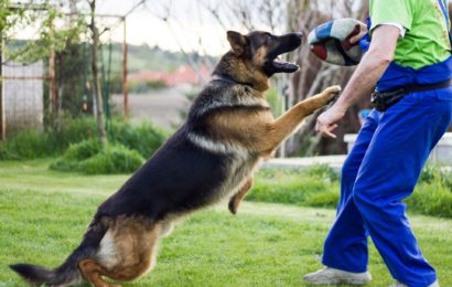 Von Hund in den Arm gebissen