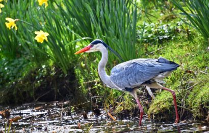 Jagdwilderei im Bereich Wernberg-Köblitz