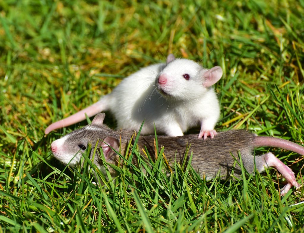 Symbolbild: Ratten