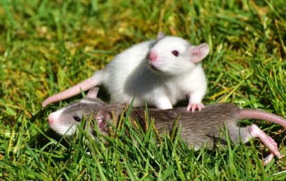 Hausratten im Laden vergessen?